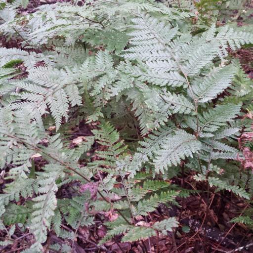 Parapolystichum microsorum other