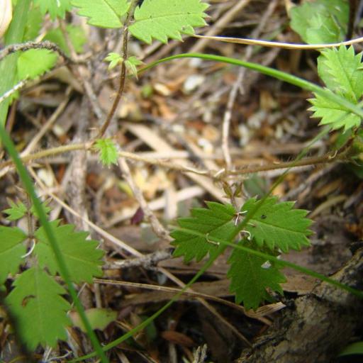 Acaena juvenca — search result for 'Nothofagus'