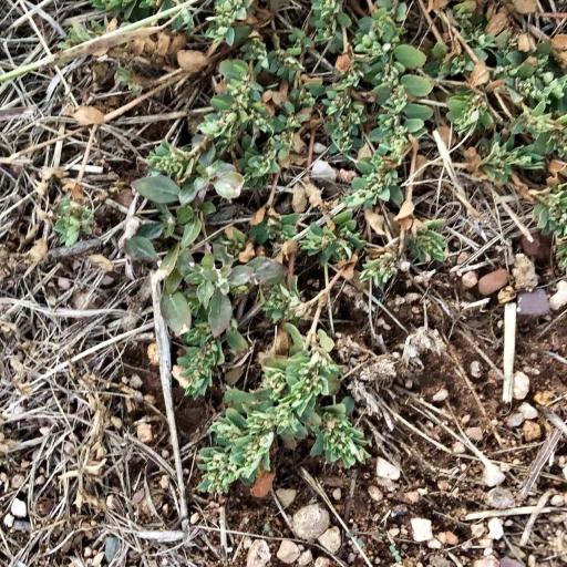 Euphorbia stictospora — houseplant care guide