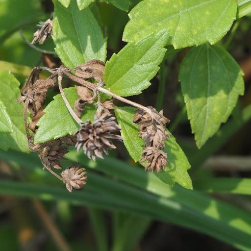Wollastonia biflora other