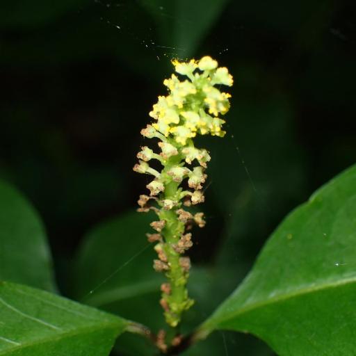 Ditrysinia fruticosa other