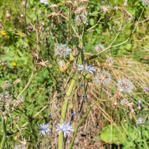 Cicerbita plumieri other