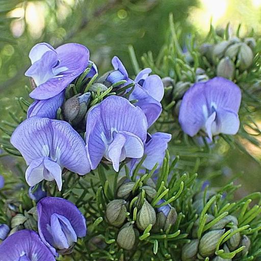 Psoralea speciosa — houseplant care guide