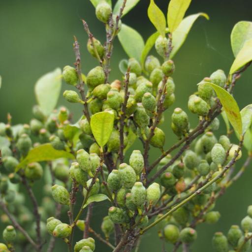 Ficus formosana other