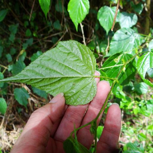 Rubus lambertianus other