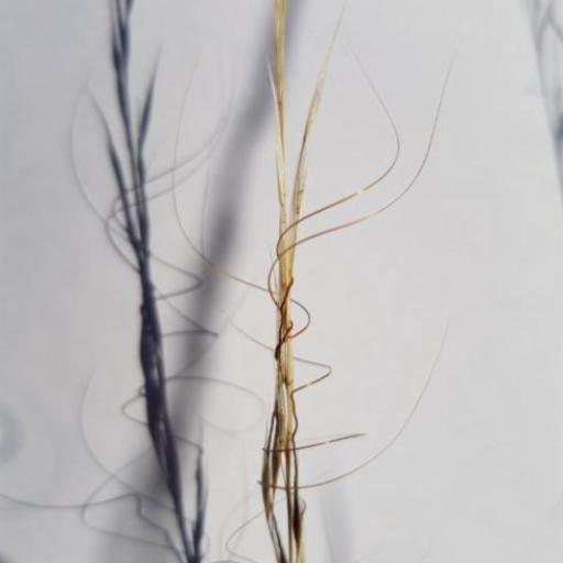 Austrostipa scabra other