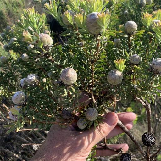Leucadendron linifolium other