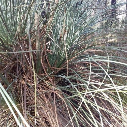 Xanthorrhoea semiplana — houseplant care guide
