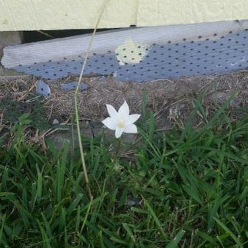 Zephyranthes drummondii — houseplant care guide