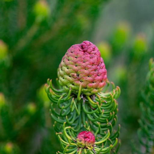 Leucadendron teretifolium other