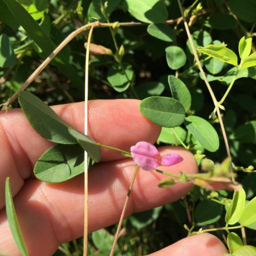 Galactia regularis other