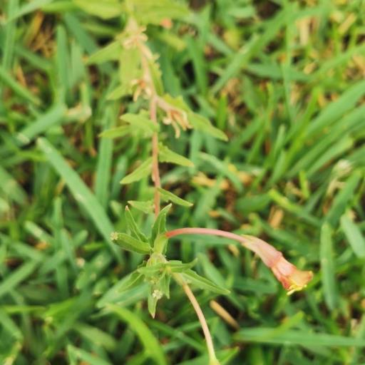 Oenothera pubescens — search result for 'Oenothera'