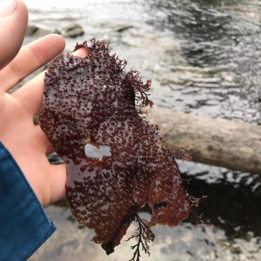 Chondracanthus exasperatus other