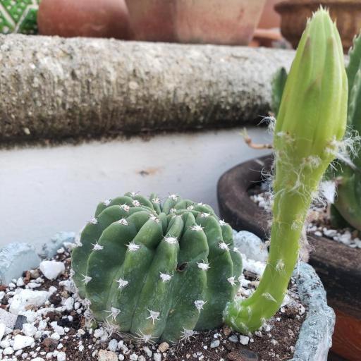 Lobivia ancistrophora — related species from the same genus