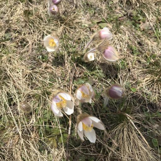 Pulsatilla vernalis other