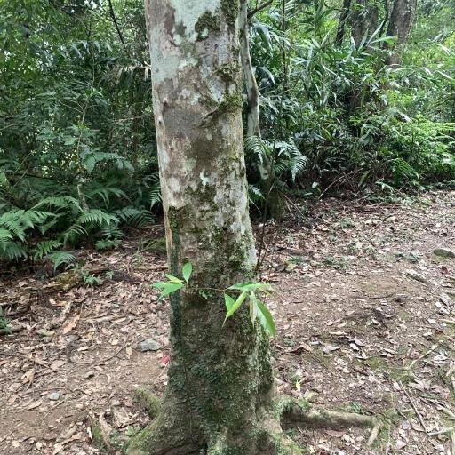 Elaeocarpus japonicus other