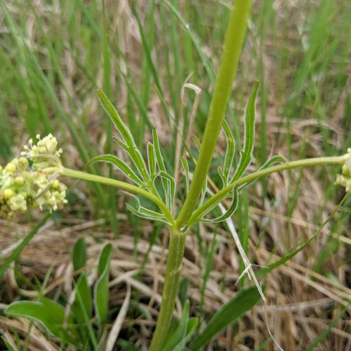 Valeriana edulis other