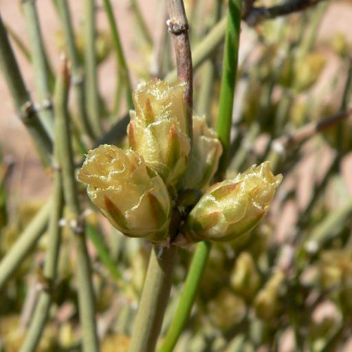 Ephedra torreyana other
