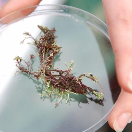 Corallina officinalis other