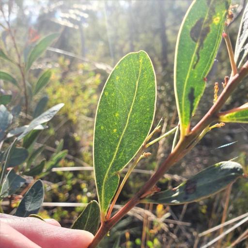 Acacia penninervis — houseplant care guide