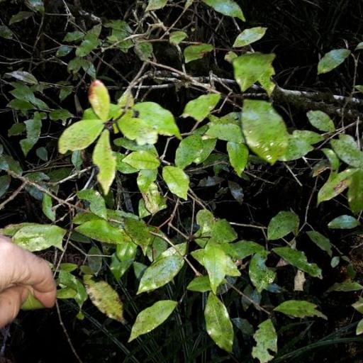 Syzygium maire — houseplant care guide