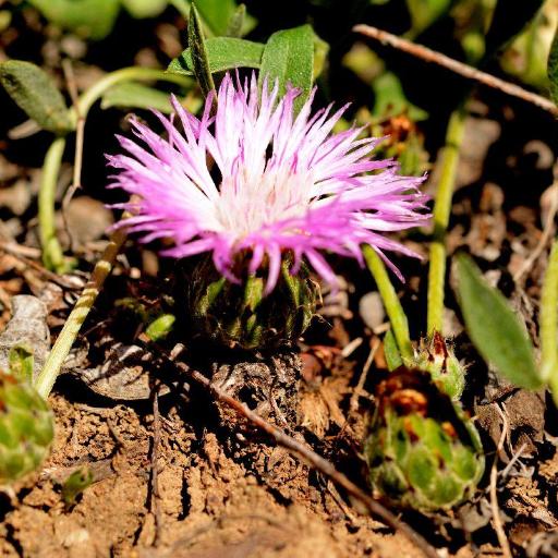 Psephellus sumensis other