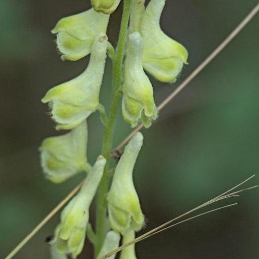 Aconitum barbatum other