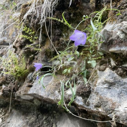 Campanula alaskana
