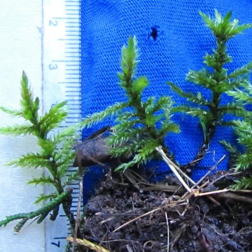 Climacium americanum other