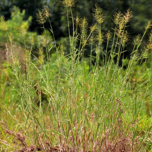 Dichanthelium scoparium — search result for 'Dichanthelium'