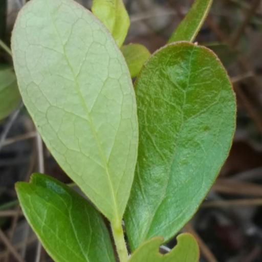 Gaylussacia dumosa other