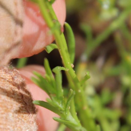 Nuttallanthus texanus other