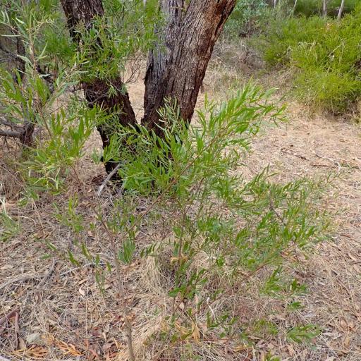 Acacia verniciflua — search result for 'Southern New South Wales'