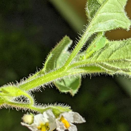 Solanum nitidibaccatum — search result for 'Solanum'