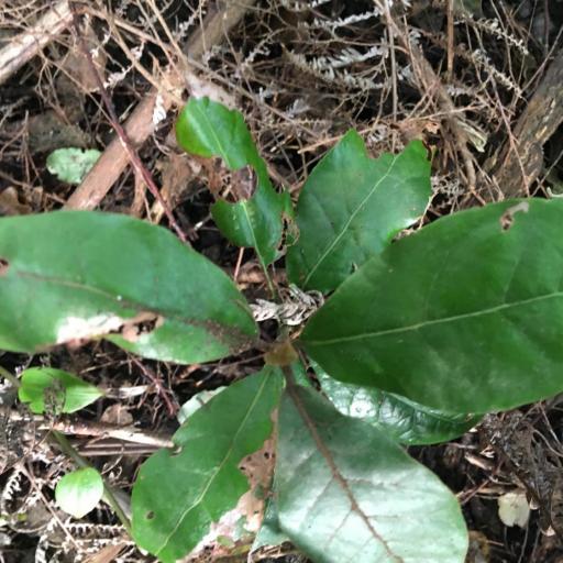 Beilschmiedia tarairi — search result for 'Metrosideros'