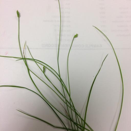 Carex leptalea — search result for 'Southeastern Canada'