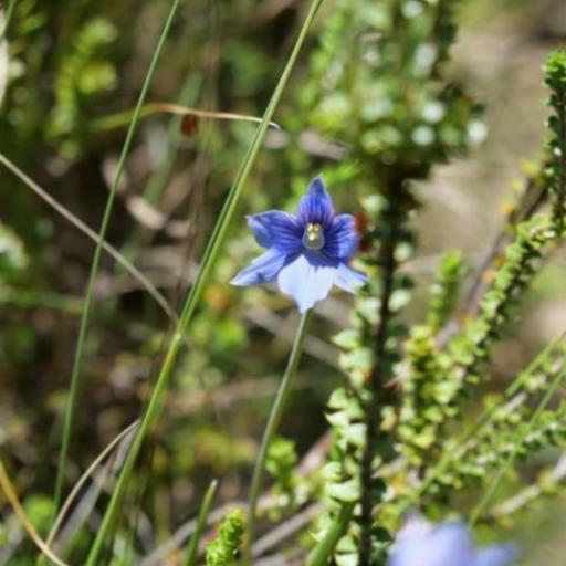 Thelymitra cyanea other
