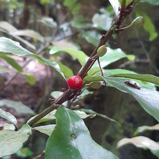 Alseuosmia macrophylla — search result for 'Nothofagus'