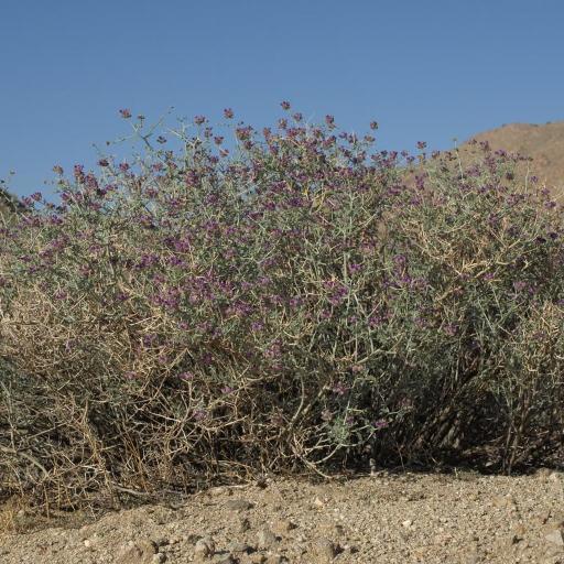 Psorothamnus polydenius — houseplant care guide