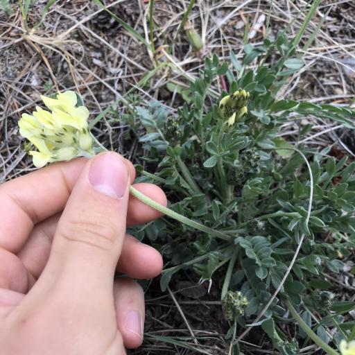 Oxytropis sericea — houseplant care guide