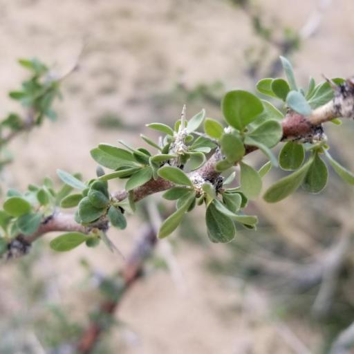 Lycium cooperi — search result for 'Lycium'