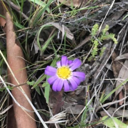 Calotis scabiosifolia — related species from the same genus
