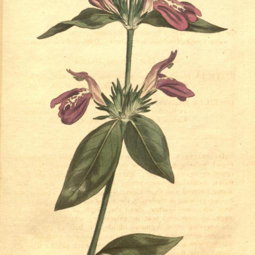 Dicliptera peruviana — houseplant care guide