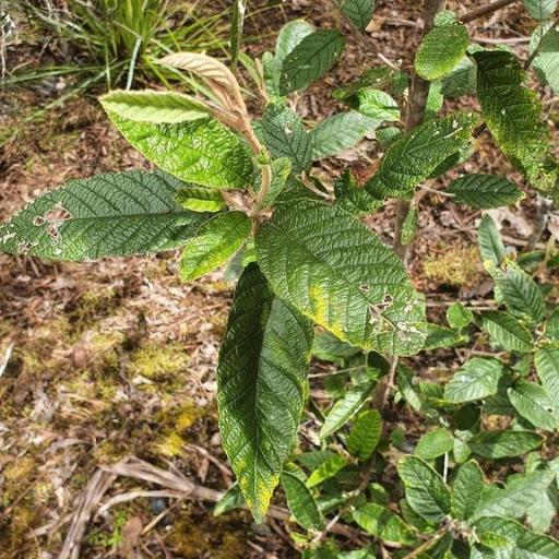 Pomaderris apetala — search result for 'Rhamnaceae'