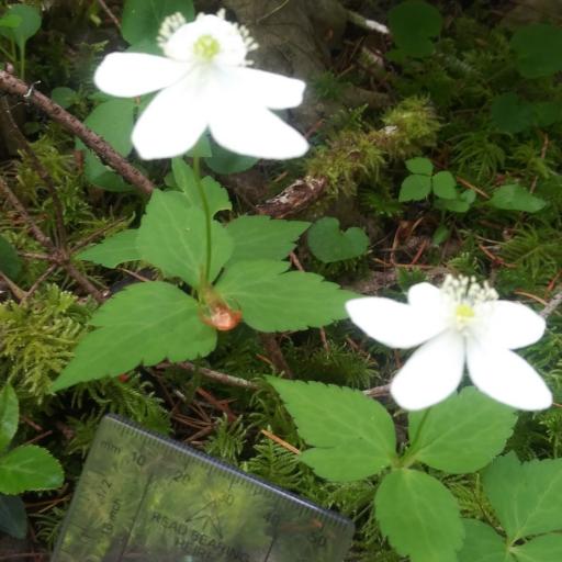 Anemonastrum deltoideum — related species from the same genus