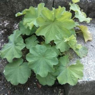 Alchemilla vulgaris