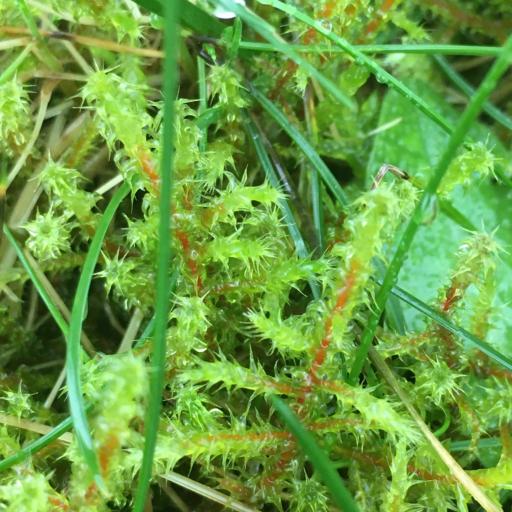 Rhytidiadelphus squarrosus other