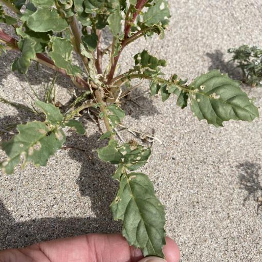 Chylismia claviformis other