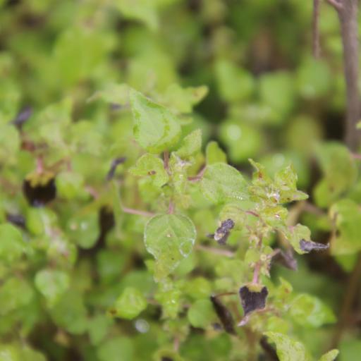 Parietaria hespera other