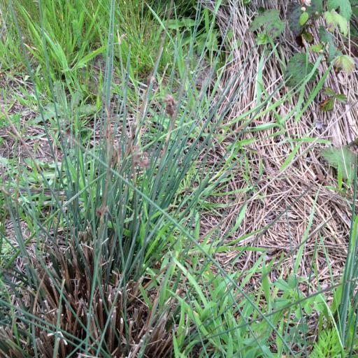 Juncus patens other